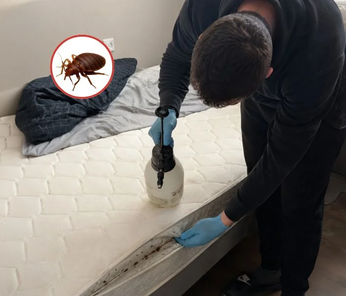 Technicien traitant un matelas contre les punaises de lit à Bourdonné